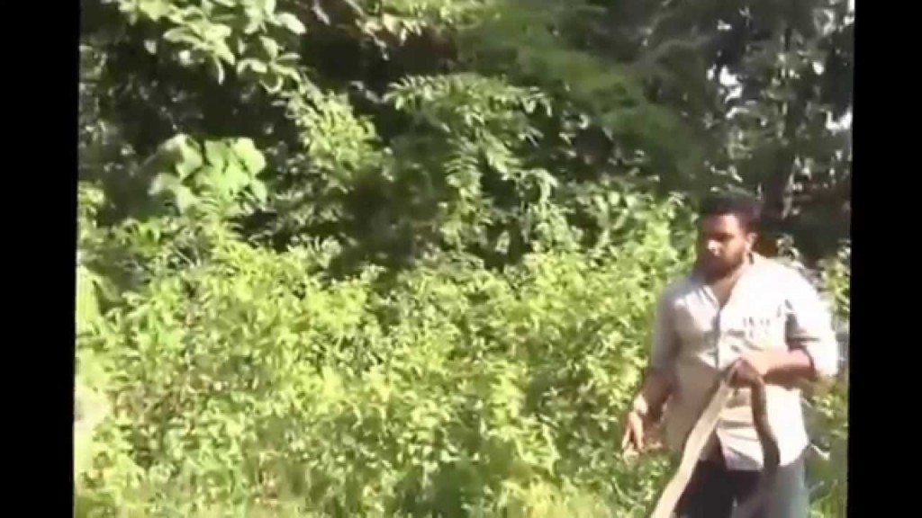 Een koningscobra doodslaan