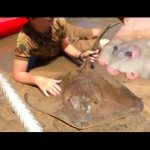 Een pijlstaartrog helpen bevallen