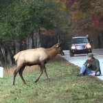Een wapiti van dichtbij