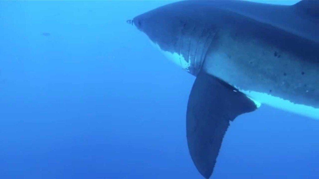 Een witte haai komt gervaarlijk dichtbij