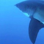 Een witte haai komt gervaarlijk dichtbij