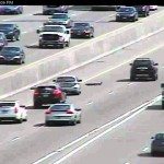 Eendjes steken snelweg over