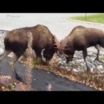 Elanden vechten het uit