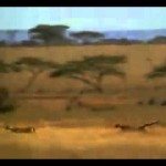 Elke dag een blowjob