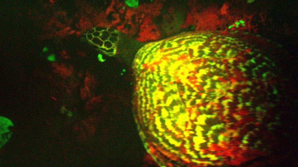 Fluorescerende schildpad