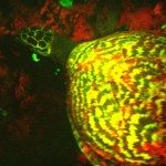 Fluorescerende schildpad
