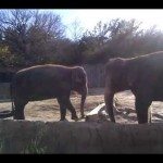 Gefrustreerde olifant