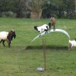 Geiten zoeken evenwicht