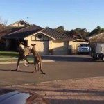 Gevecht tussen kangaroes