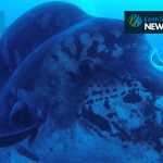 Gigantische zonnevis