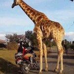 Giraf wordt intiem met moto