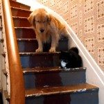 Golden Retriever heeft schrik van kat