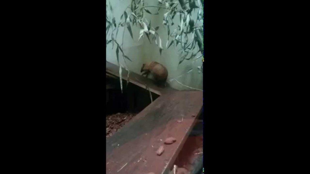 Gordeldier raakt niet boven