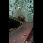 Gordeldier raakt niet boven