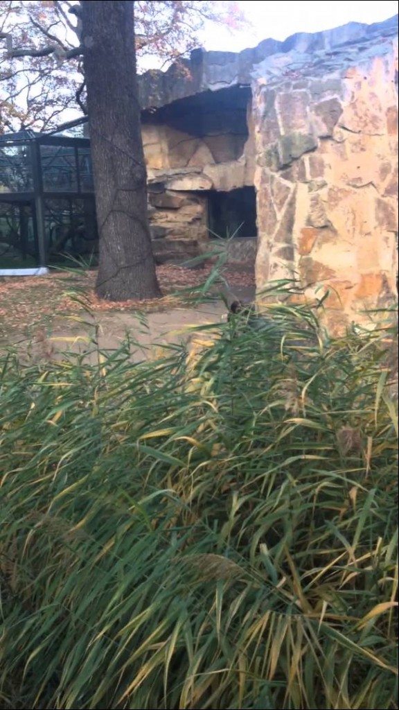 Gorilla heeft een slechte dag