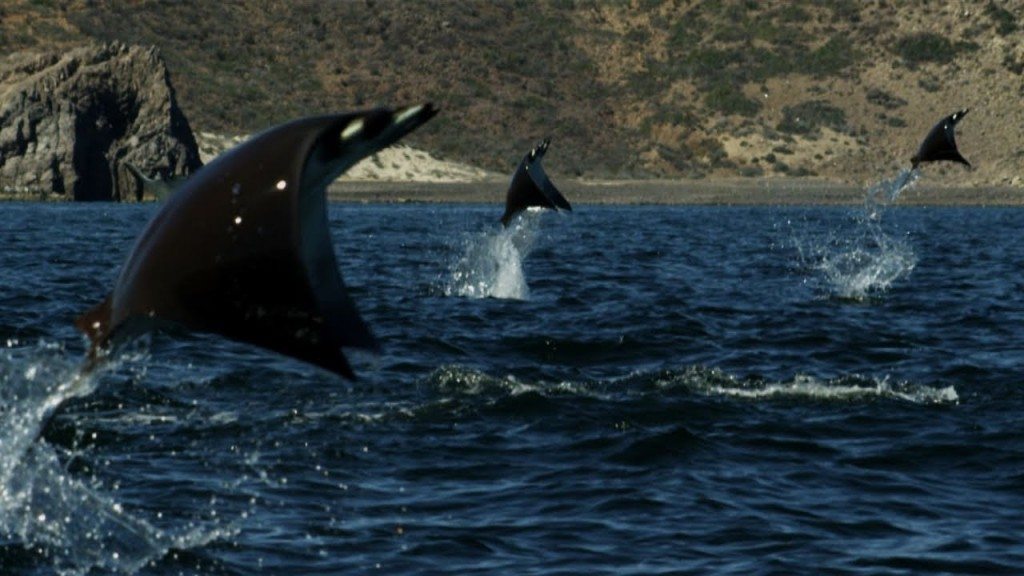 Grootste school roggen ooit