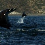 Grootste school roggen ooit