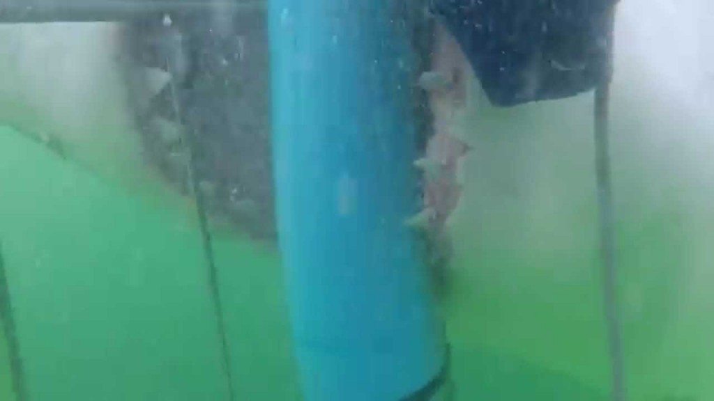 Haai valt kooi aan