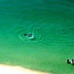 Haai verrast zwemmers