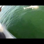 Haai wordt gered…of toch niet