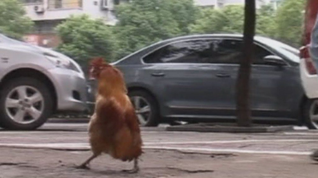 Haan loopt als pinguïn