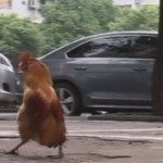 Haan loopt als pinguïn