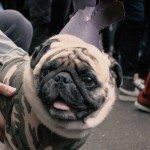 Halloween voor honden