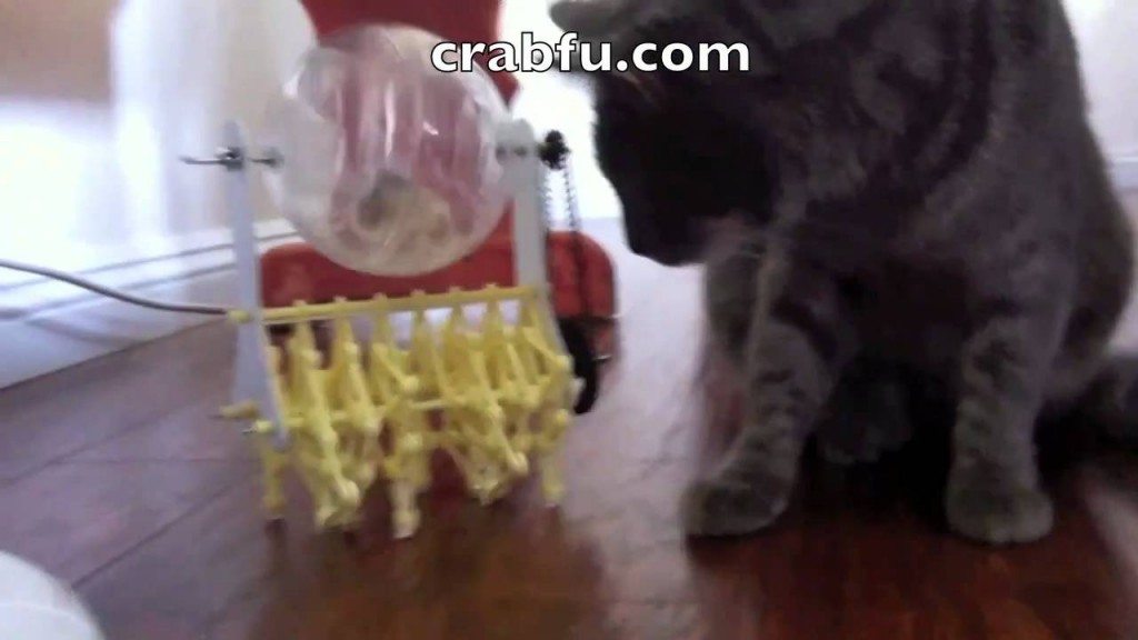 Hamster als strandbeest