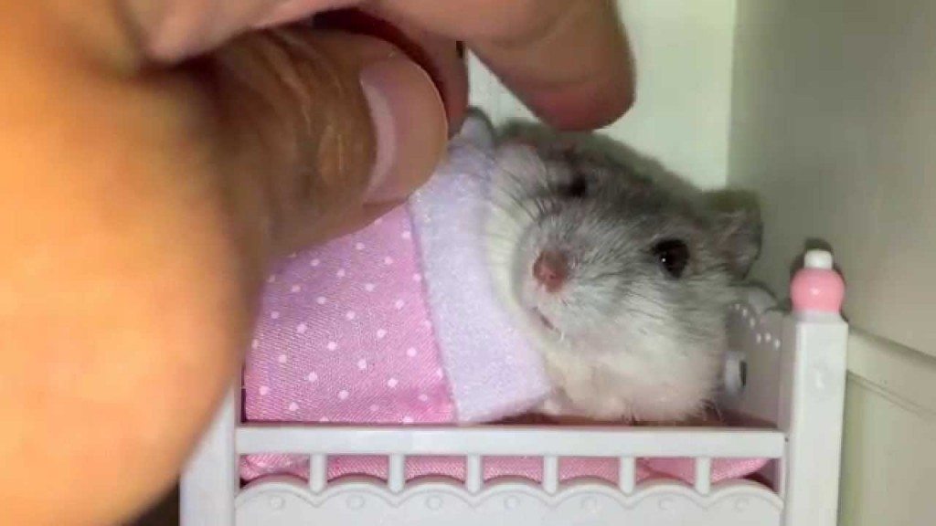 Hamster krijgt massage