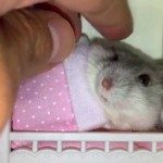 Hamster krijgt massage
