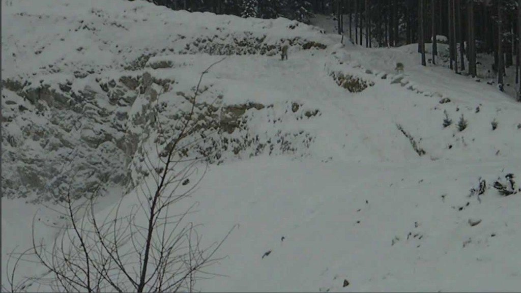 Hert ontsnapt aan de dood