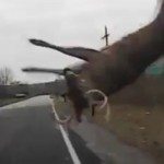 Hert vliegt de lucht in