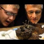 Het gif van de valse steenvis