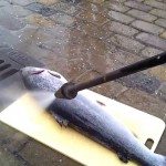 Hoe de schubben van een vis verwijderen?