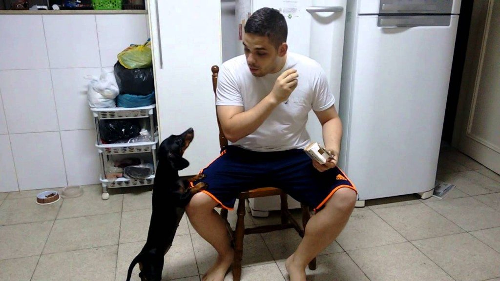 Hoe een hond een medicijn laten nemen?