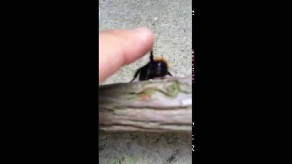 Hoe geef je een high five aan een bij?