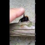 Hoe geef je een high five aan een bij?