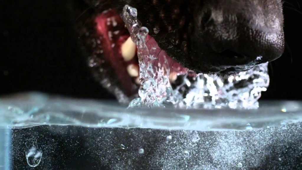 Hoe je viervoeter echt drinkt