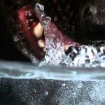 Hoe je viervoeter echt drinkt