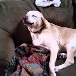 Hond doet alsof hij onschuldig is