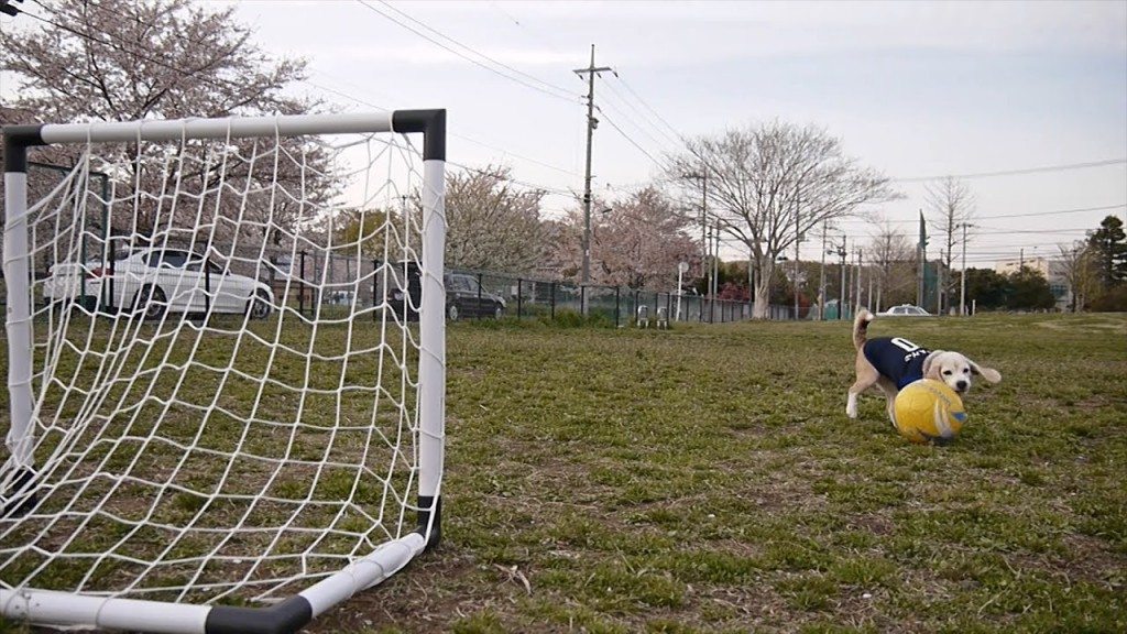 Hond is uitstekende doelman