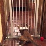 Hond pakt het slim aan