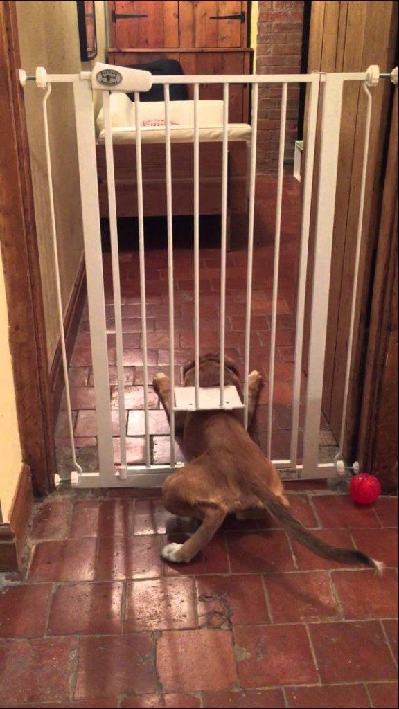 Hond pakt het slim aan