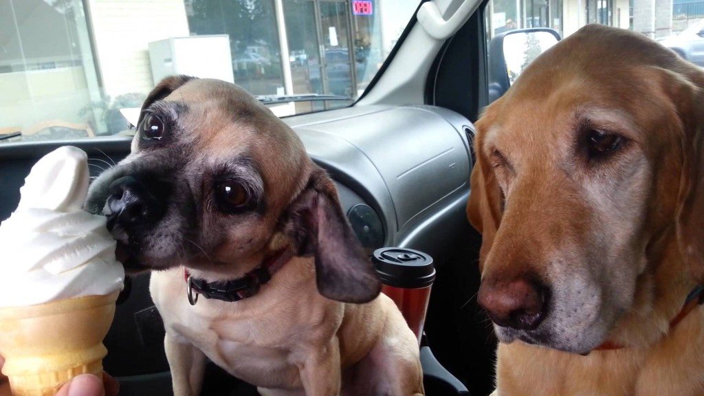 Honden krijgen lekker ijsje