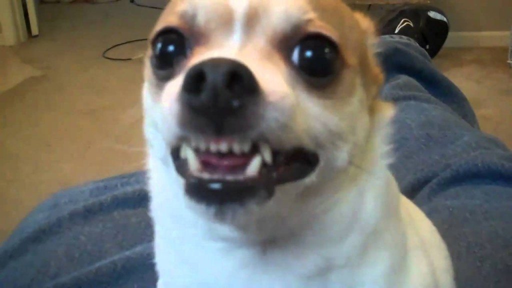 Hondje laat tanden zien