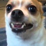 Hondje laat tanden zien