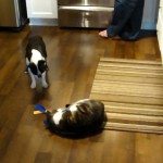 Ik wil mijn speeltje