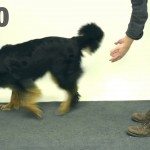 Illusionist treitert honden