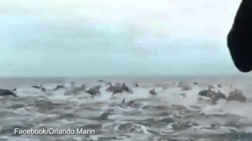 Immense groep dolfijnen verrassen toeristen