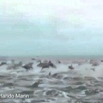 Immense groep dolfijnen verrassen toeristen